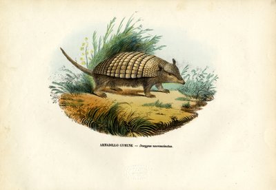 Nine-Banded Armadillo by Raimundo Petraroja